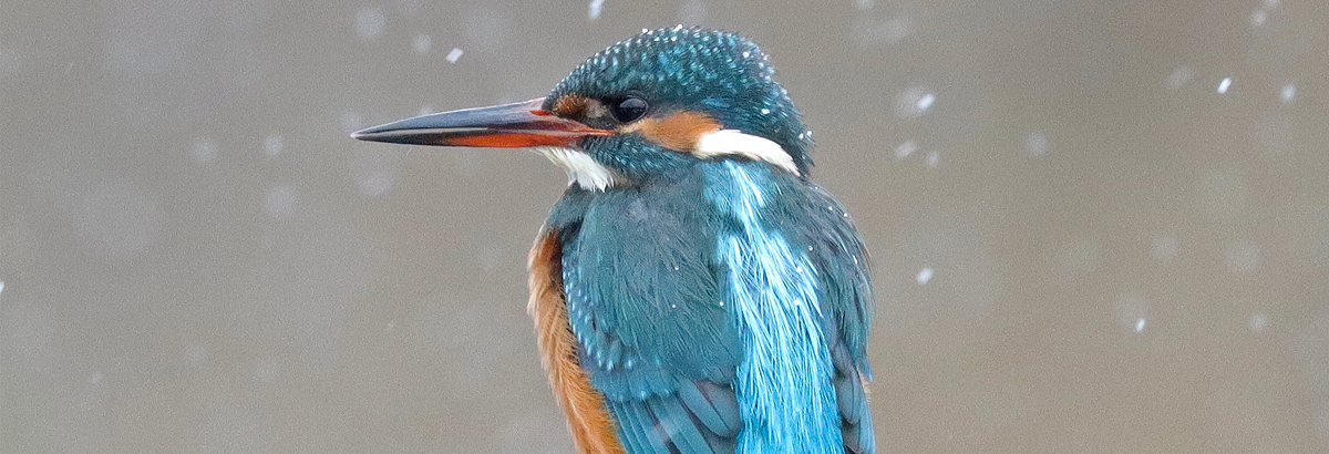 Headerimage 1