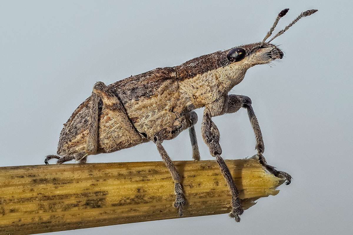 Großer Lupinen-Blattrandrüssler (Charagmus gressorius), (c) Istvan und Sabine Palfi/NABU-naturgucker.de