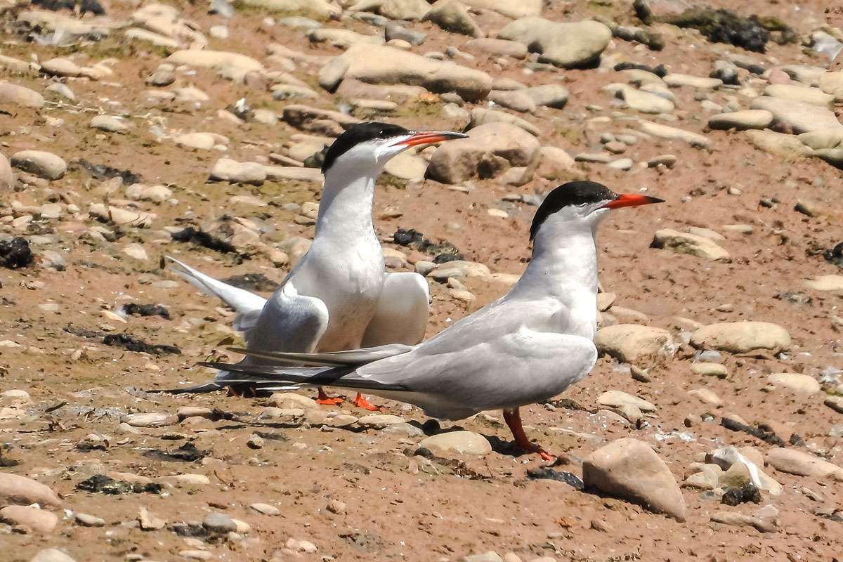 Zwei Flussseeschwalben (Sterna hirundo), (c) Kathy Büscher/NABU-naturgucker.de
