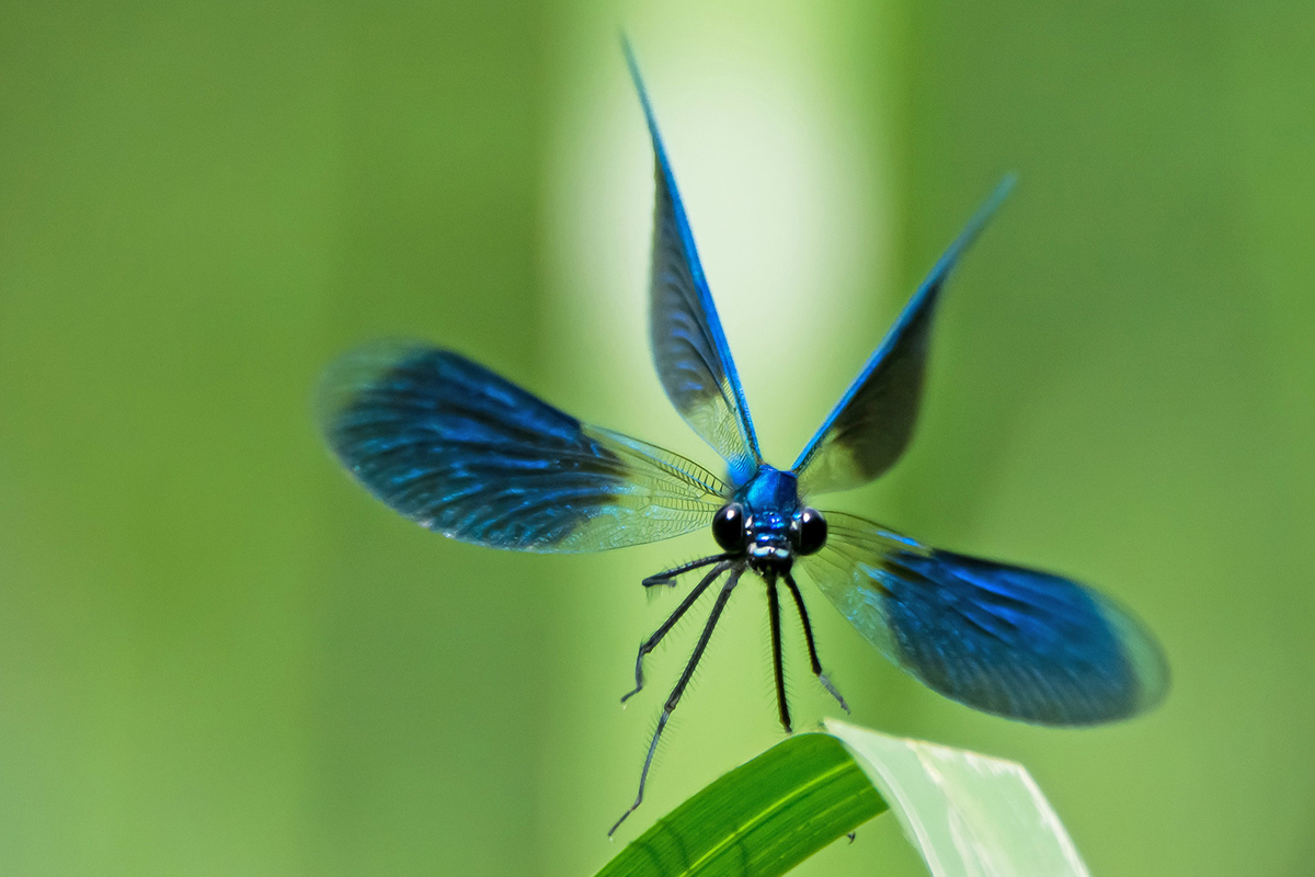 Gebänderte Prachtlibelle (Calopteryx splendens) im Anflug
(c) Stella Mielke/NABU-naturgucker.de