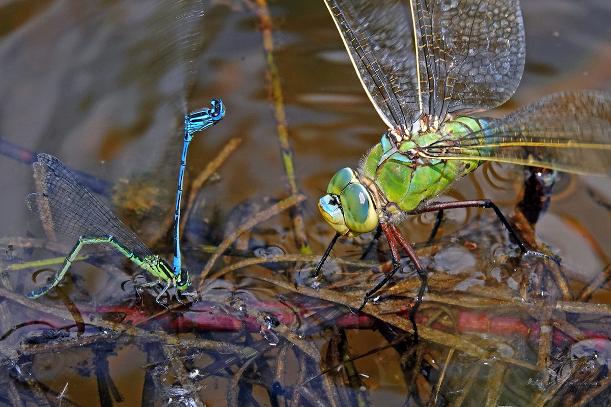 Klein- und Großlibellen bei der Eiablage: Hufeisen-Azurjungfern (Coenagrion puella) und Große Königslibelle (Anax imperator)
(c) Jens Winter/NABU-naturgucker.de