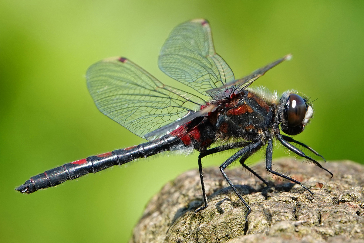 Nordische Moosjungfer (Leucorrhinia rubicunda)
(c) Jens Winter/NABU-naturgucker.de