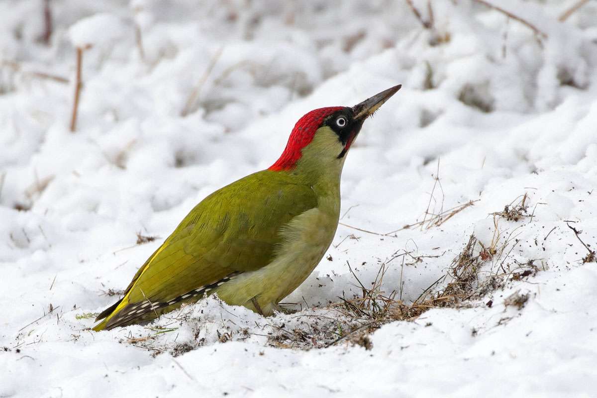 Grün auf weiß: Grünspecht (Picus viridis) im Schnee, (c) Jens Winter/NABU-naturgucker.de