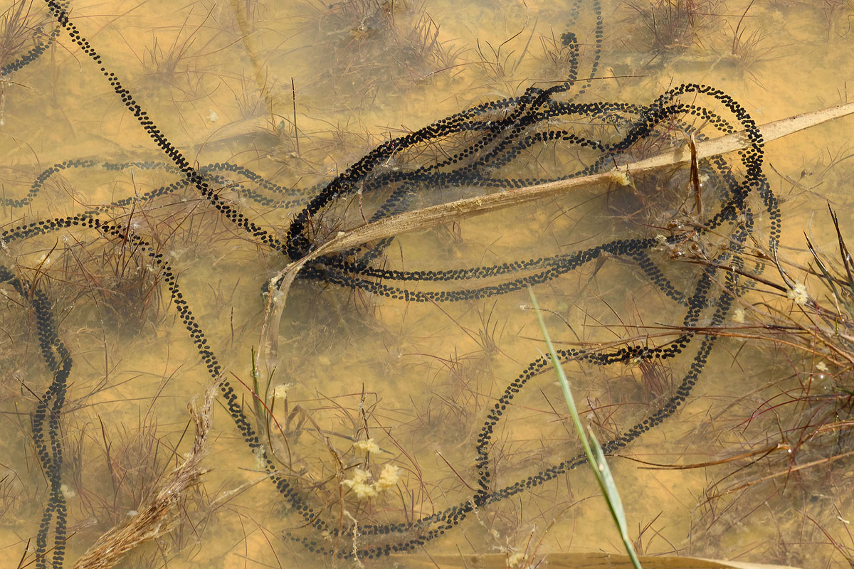 Laichschnüre der Kreuzkröte (Epidalea calamita), (c) Patrick Helpap/NABU-naturgucker.de