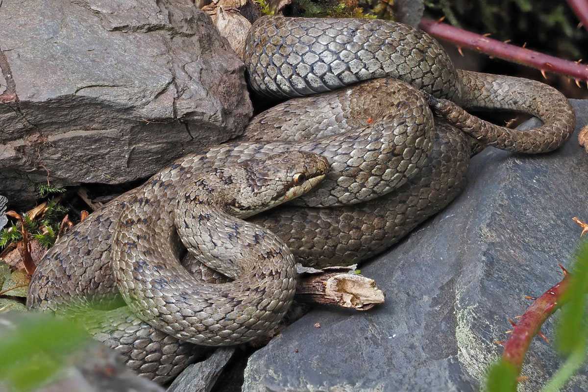Schlingnatter (Coronella austriaca), (c) Bernhard Konzen/NABU-naturgucker.de