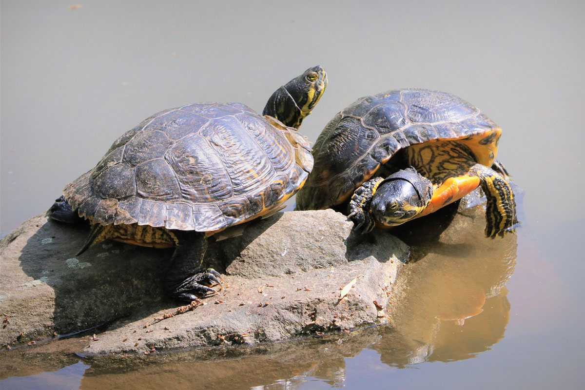 Gelbbauch-Schmuckschildkröte (Trachemys scripta subsp. scripta) – gehört zu den Neozoen, (c) Günther Pitschi/NABU-naturgucker.de