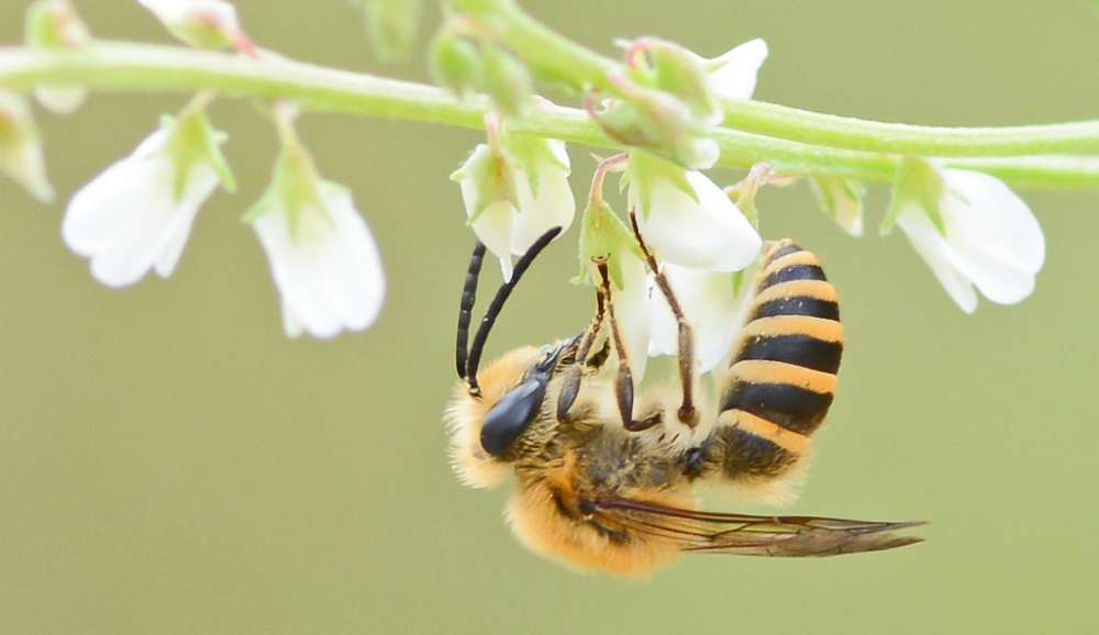 Hautflügler Grundwissen