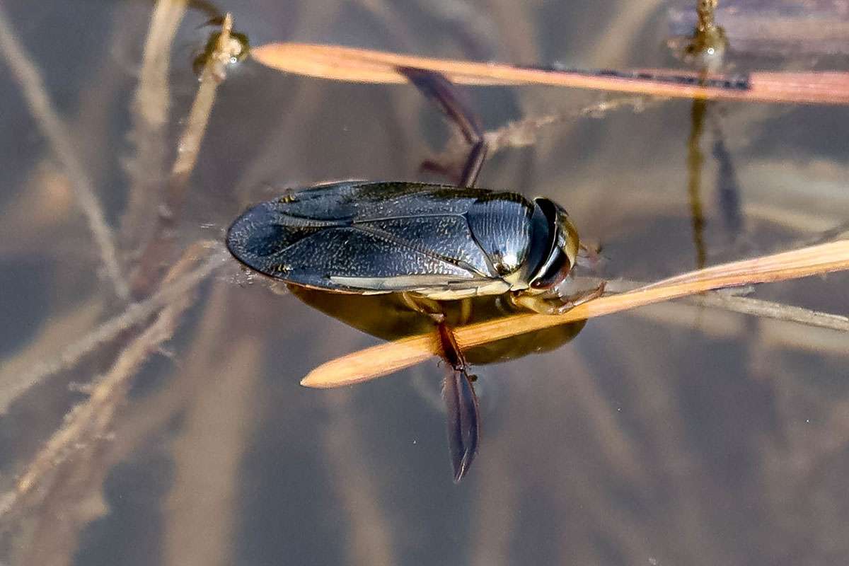 Punktierte Ruderwanze (Corixa punctata), (c) Istvan und Sabine Palfi/NABU-naturgucker.de