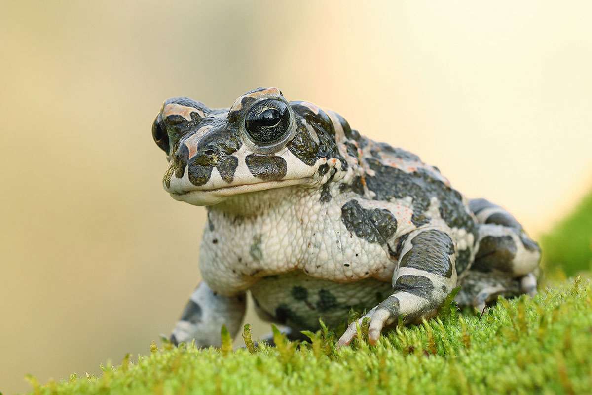 Wechselkröte (Bufotes viridis), (c) Rainer Armbruster/NABU-naturgucker.de