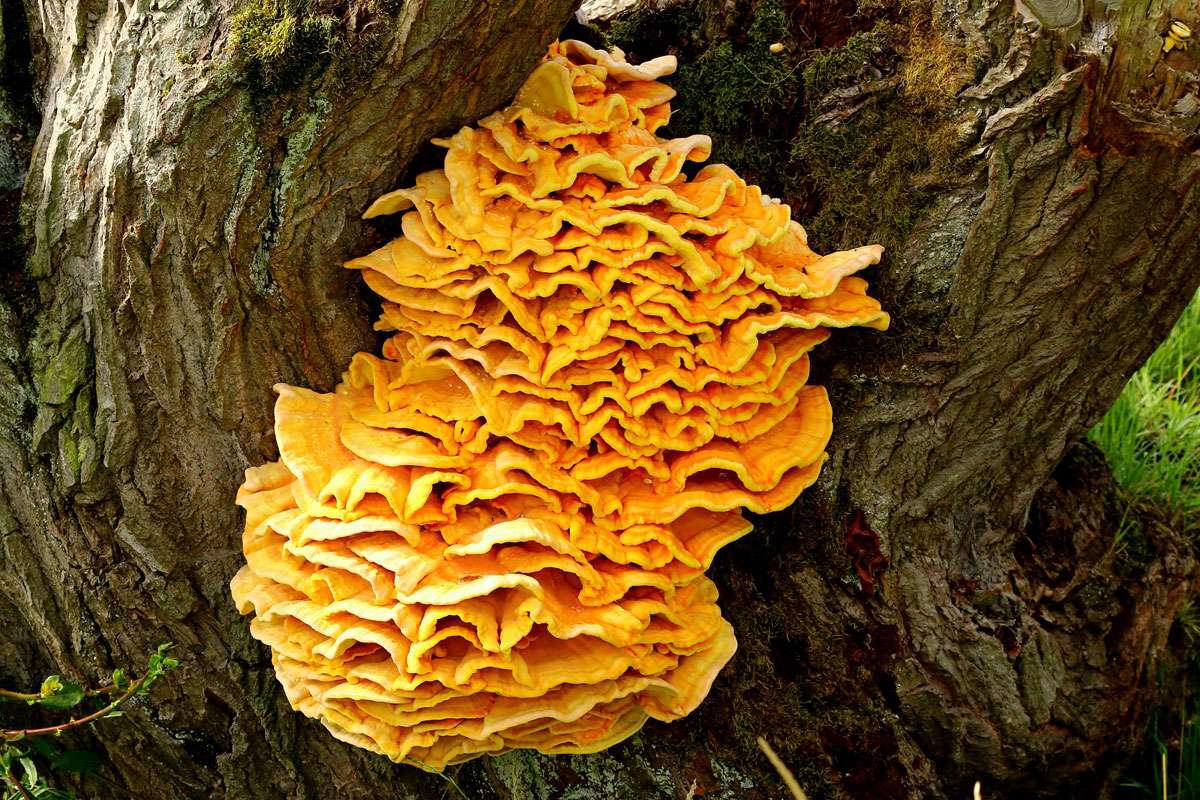 Schwefelporling (Laetiporus sulphureus), (c) Edith Löb/NABU-naturgucker.de
