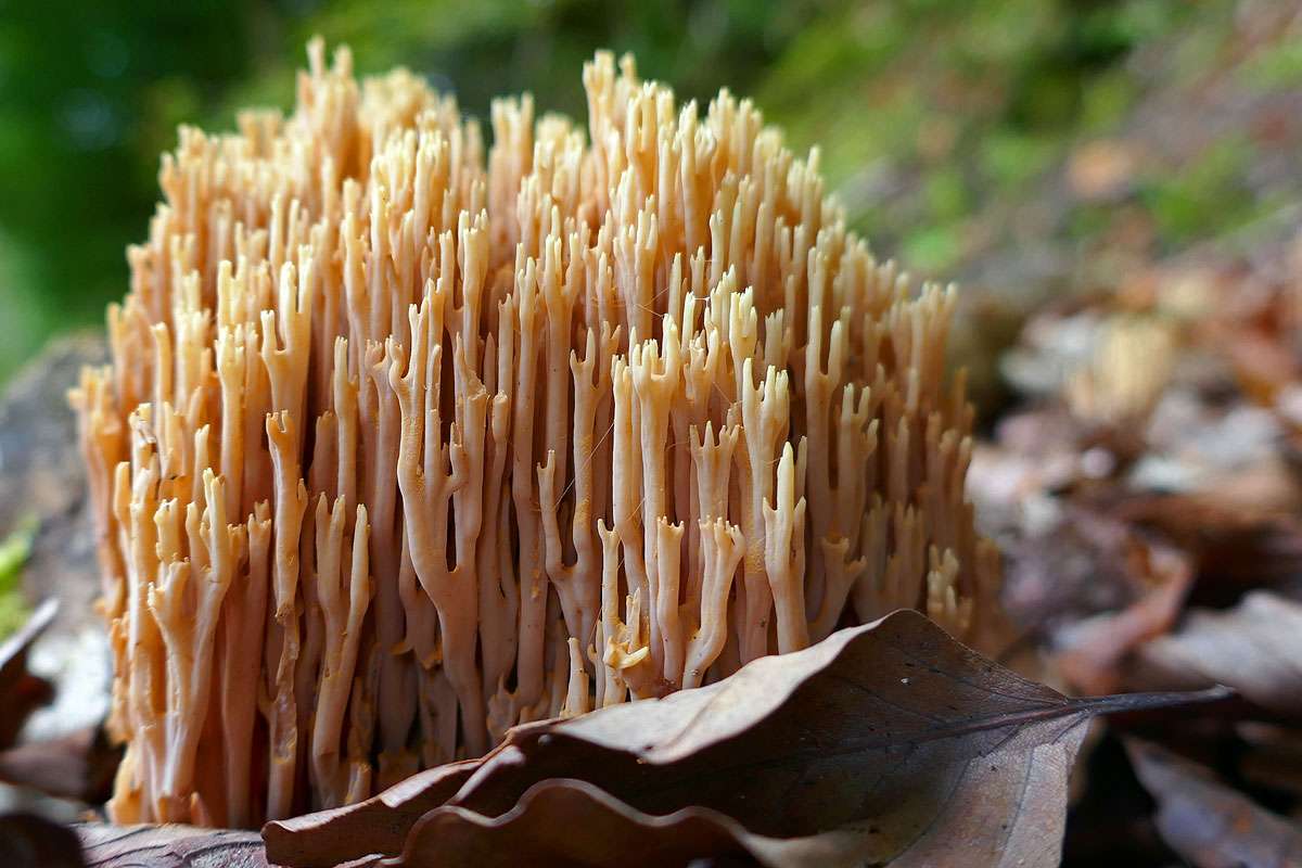 Steife Koralle (Ramaria stricta), (c) Hubertus Schwarzentraub/NABU-naturgucker.de