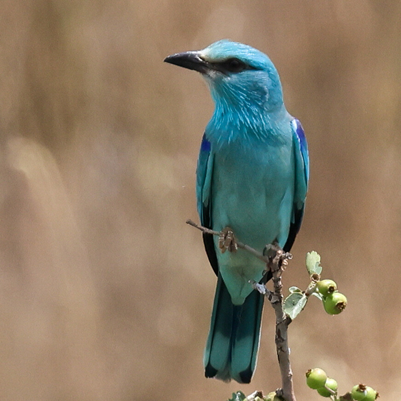 Öffnen 11. Umsichtige Vogelbeobachtung und Gefährdung von Vögeln