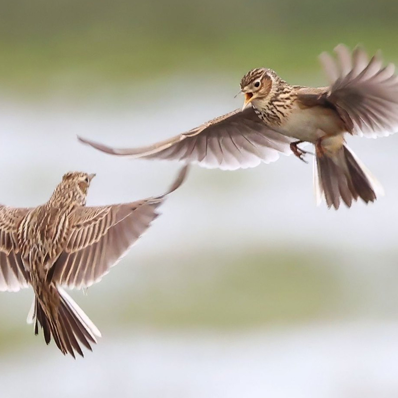 Öffnen 1. Grundlagen der Systematik und Vogelbestimmung