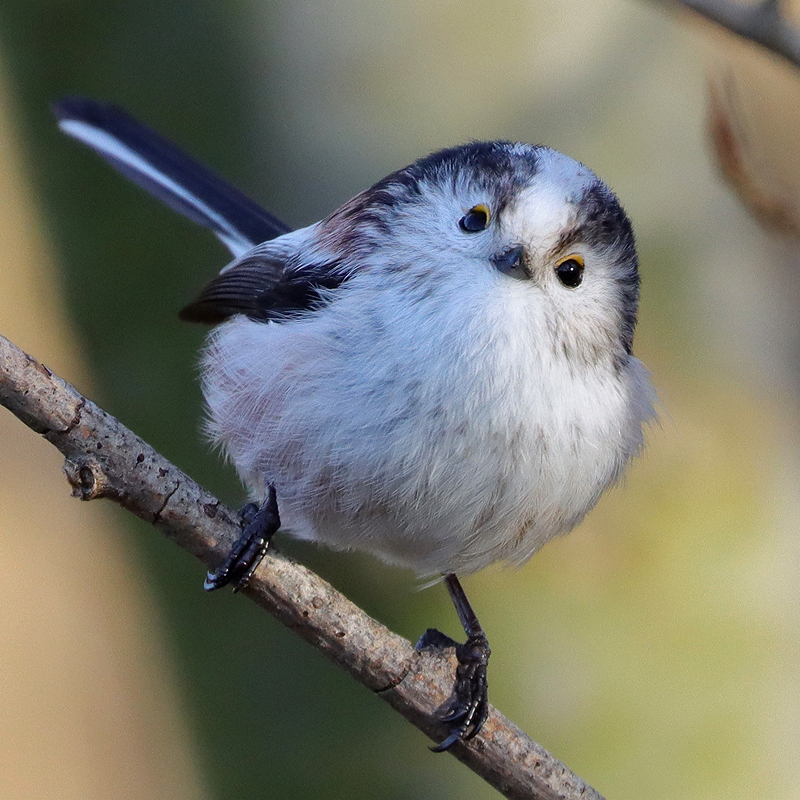 Öffnen 5. Singvögel – Teil 1