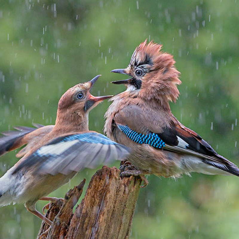 Öffnen 6. Singvögel – Teil 2