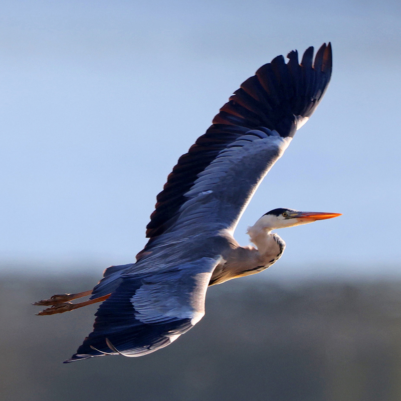 Öffnen 8. Wasser- und Watvögel, Störche und Reiher
