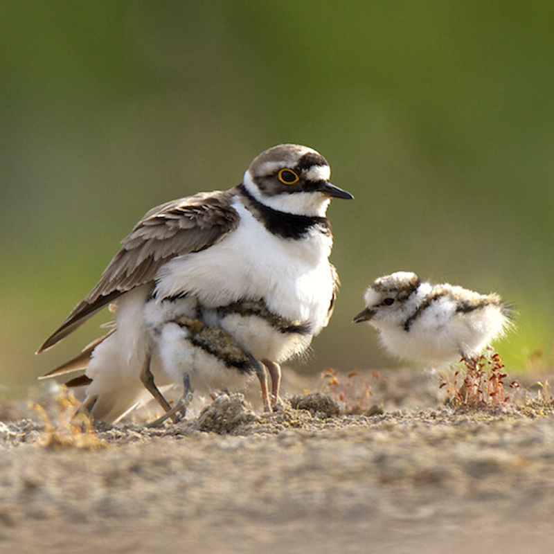 Öffnen 10. Brutzeitcodes und Monitoring