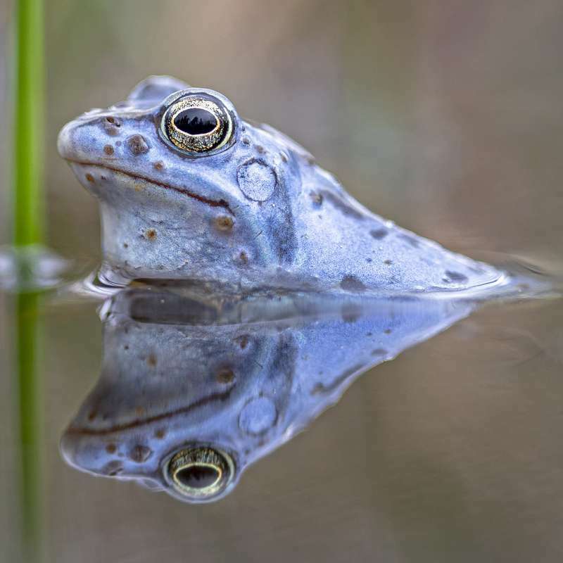 Öffnen 2. Amphibien
