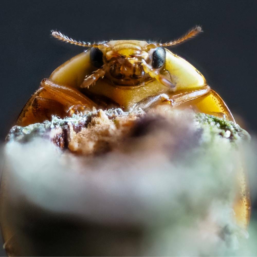 Öffnen 6. Käferprobleme und Ausnahmekäfer